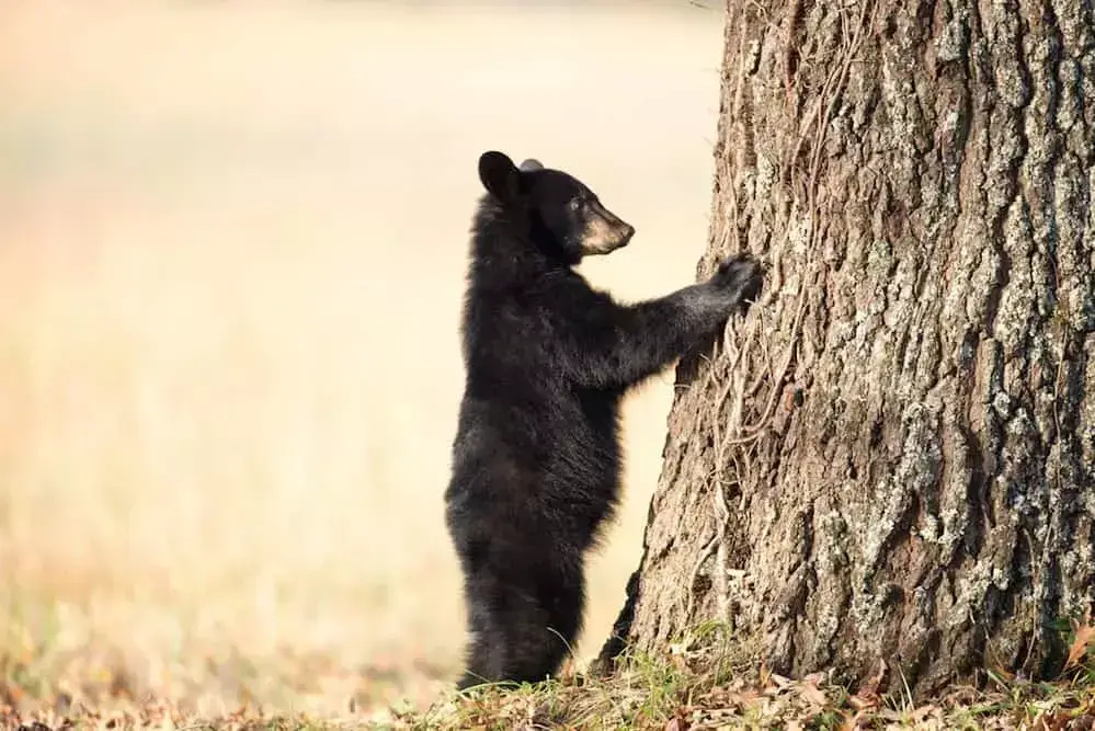 Amazing Cades Cove photography of a black bear cub.