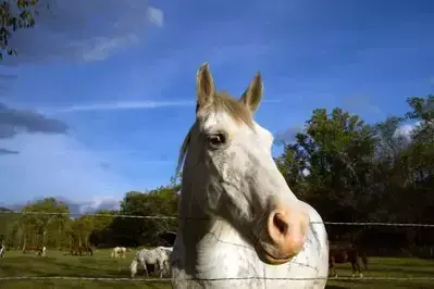 White horse in Cades Cove leaning over a fence.