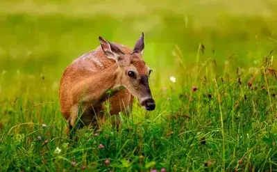 White-tailed deer are common Cades Cove wildlife.