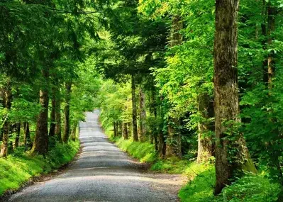 View of Country road on way to finding where is Cades Cove