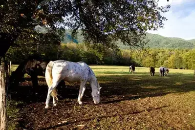 Horse grazing before Cades Cove horseback riding.