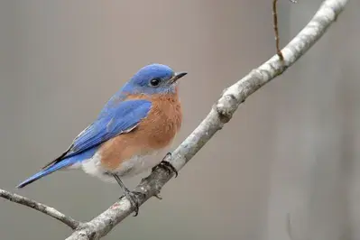 eastern bluebird perched on tree branch