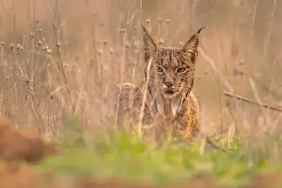 smoky mountain bobcat