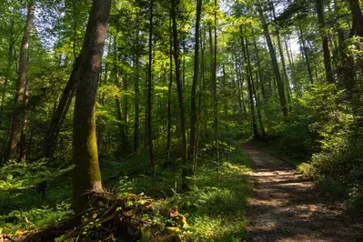 rich mountain loop trail cades cove