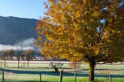 fall colors in cades cove
