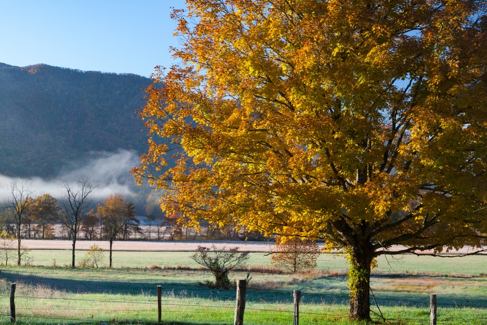 fall colors in cades cove