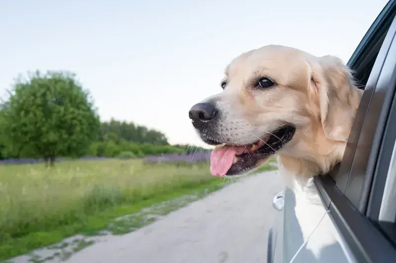 are dogs allowed in cades cove