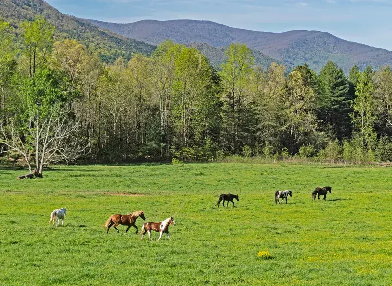 cades cove tennessee