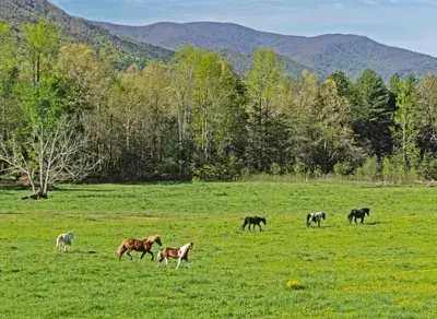 cades cove tennessee