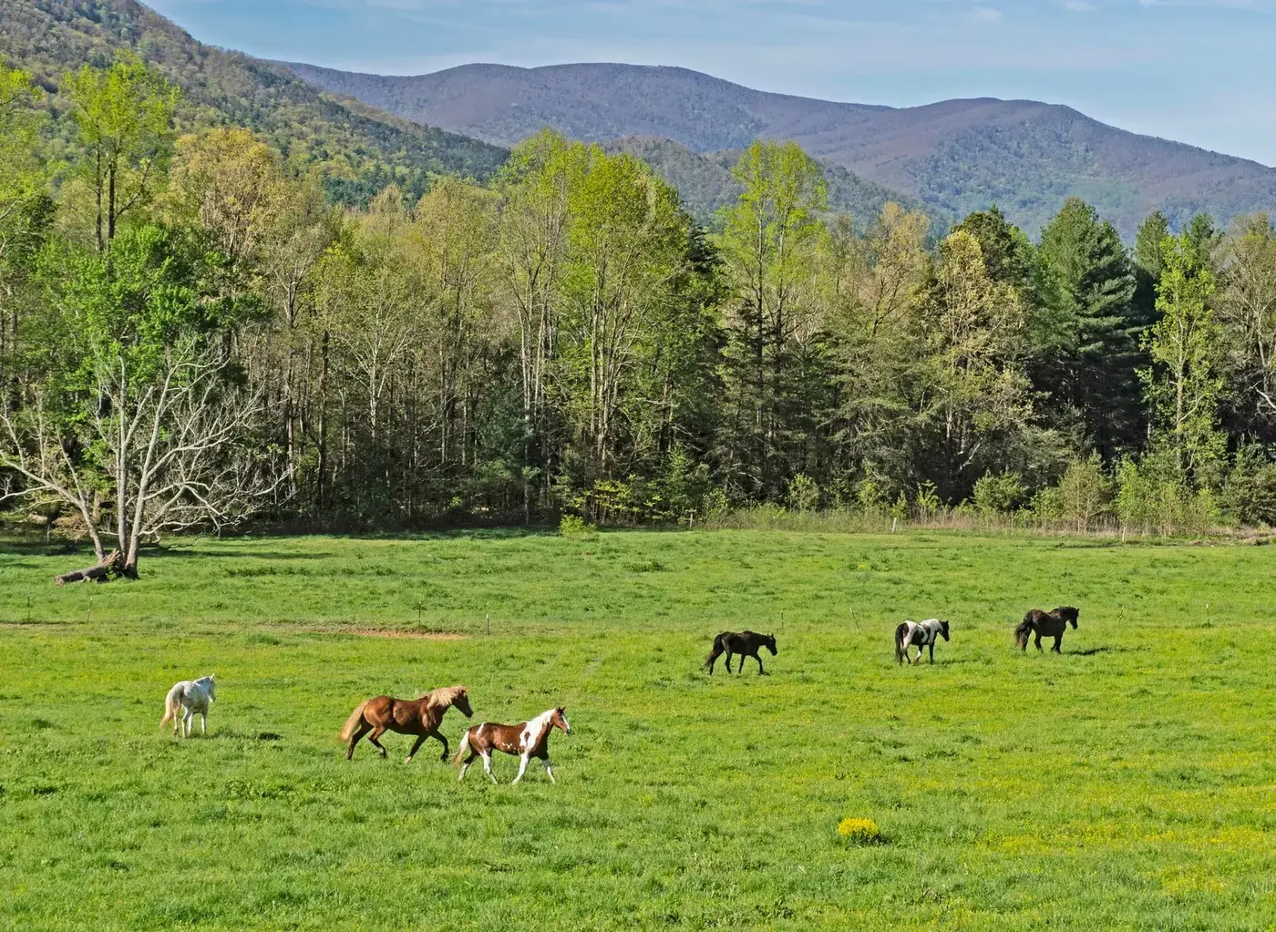 cades cove tennessee