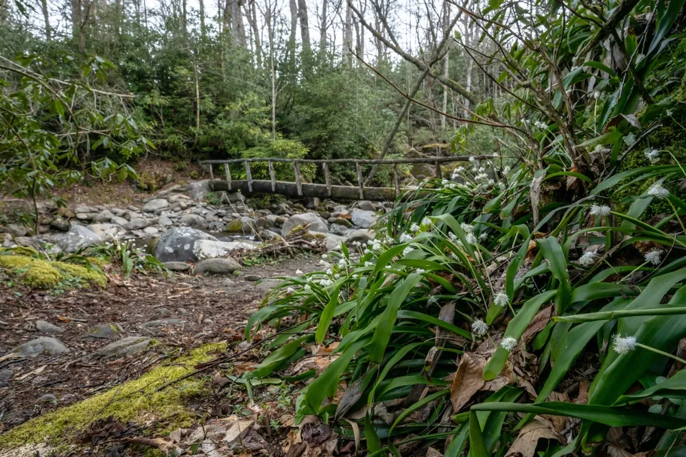ace gap trail cades cove